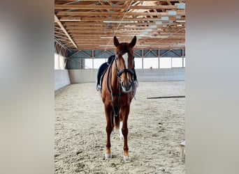Oldenburg, Mare, 15 years, 16 hh, Chestnut-Red
