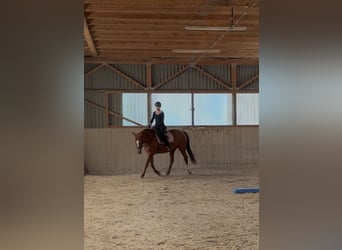 Oldenburg, Mare, 15 years, 16 hh, Chestnut-Red