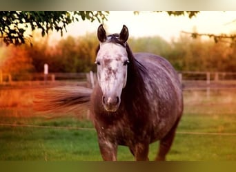 Oldenburg, Mare, 15 years, 16 hh, Gray-Dapple