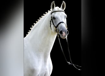 Oldenburg, Mare, 15 years, 16 hh, Grey