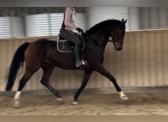 Oldenburg, Mare, 15 years, 16,1 hh, Bay-Dark