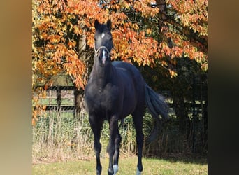 Oldenburg, Mare, 15 years, 16,1 hh, Black