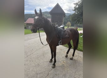 Oldenburg, Mare, 15 years, 16,1 hh, Brown