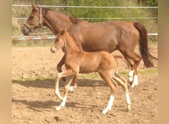 Oldenburg, Mare, 15 years, 16,1 hh, Chestnut-Red