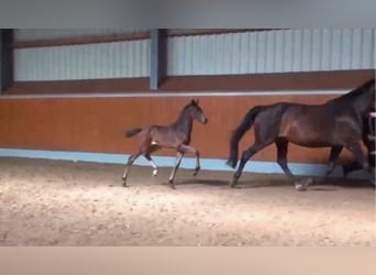 Oldenburg, Mare, 15 years, 16,1 hh, Smoky-Black