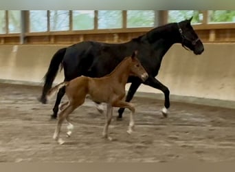Oldenburg, Mare, 15 years, 16,2 hh, Black