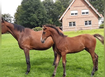 Oldenburg, Mare, 15 years, 16,2 hh, Brown