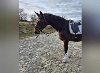 Oldenburg, Mare, 15 years, 16,2 hh, Brown