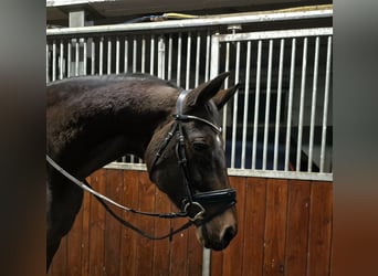 Oldenburg, Mare, 15 years, 16,2 hh, Brown