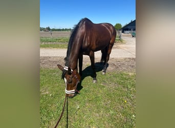 Oldenburg, Mare, 15 years, 17.1 hh, Bay-Dark