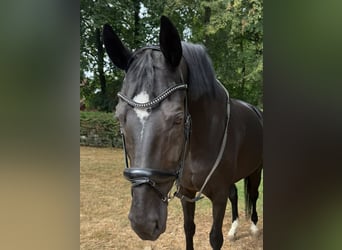 Oldenburg, Mare, 15 years, 17.1 hh, Black