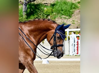 Oldenburg, Mare, 15 years, 17.1 hh, Chestnut-Red