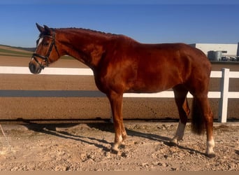 Oldenburg, Mare, 15 years, 17.1 hh, Chestnut-Red