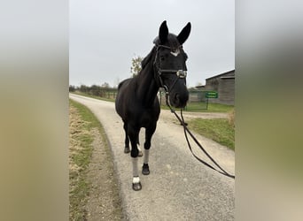 Oldenburg, Mare, 15 years, 17,2 hh, Smoky-Black