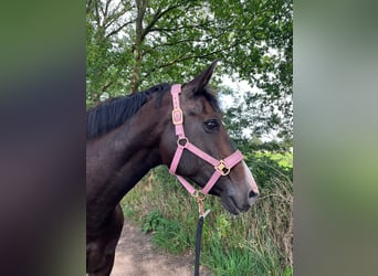 Oldenburg, Mare, 15 years, 17 hh, Bay-Dark