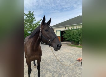 Oldenburg, Mare, 15 years, 17 hh, Brown