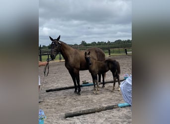 Oldenburg, Mare, 15 years, 17 hh, Brown