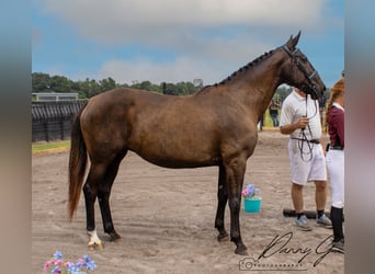 Oldenburg, Mare, 15 years, 17 hh, Brown