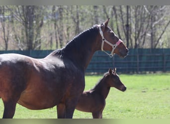 Oldenburg, Mare, 15 years, Brown
