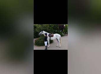 Oldenburg, Mare, 15 years, Grey
