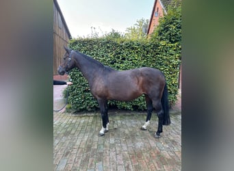 Oldenburg, Mare, 16 years, 16,1 hh, Bay-Dark