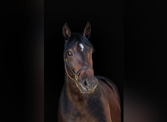 Oldenburg, Mare, 16 years, 16.1 hh, Bay-Dark Oldenburg, Mare, 16 years, 16.1 hh, Bay-Dark