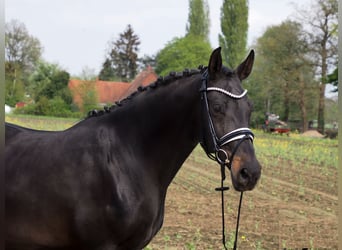 Oldenburg, Mare, 16 years, 16.1 hh, Black