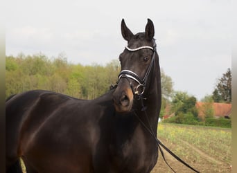 Oldenburg, Mare, 16 years, 16.1 hh, Black