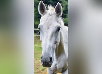 Oldenburg, Mare, 16 years, 16,1 hh, Gray-Dark-Tan