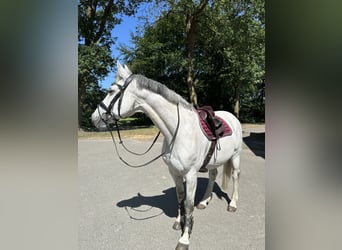 Oldenburg, Mare, 16 years, 16.1 hh, Grey