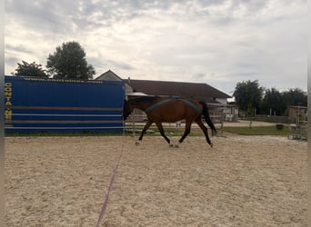 Oldenburg, Mare, 16 years, 16.2 hh, Brown