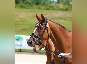 Oldenburg, Mare, 16 years, 16,2 hh, Chestnut