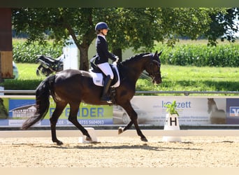 Oldenburg, Mare, 16 years, 16.3 hh, Bay-Dark Oldenburg, Mare, 16 years, 16.3 hh, Bay-Dark