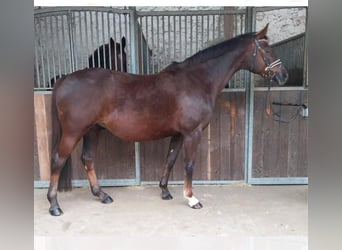 Oldenburg, Mare, 16 years, 16 hh, Chestnut
