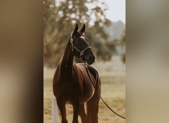 Oldenburg, Mare, 16 years, 16,1 hh, Black