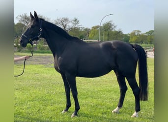 Oldenburg, Mare, 16 years, 16,2 hh, Black