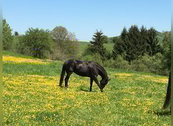 Oldenburg, Mare, 16 years, 16,3 hh, Black