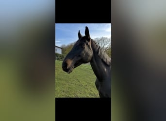 Oldenburg, Mare, 16 years, 17.2 hh, Black Oldenburg, Mare, 16 years, 17.2 hh, Black