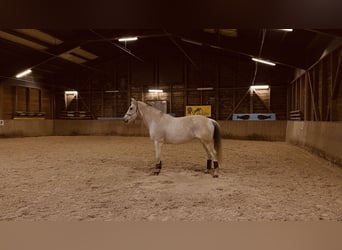 Oldenburg, Mare, 16 years, 17 hh, Gray-Red-Tan