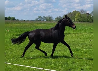 Oldenburg, Mare, 16 years, 17 hh, Smoky-Black