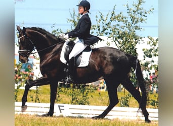 Oldenburg, Mare, 16 years, 17 hh, Smoky-Black