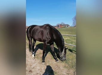 Oldenburg, Mare, 16 years, 18.1 hh, Black