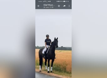 Oldenburg, Mare, 16 years, 18.1 hh, Black