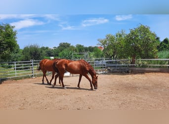 Oldenburg, Mare, 16 years, Chestnut-Red