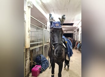 Oldenburg, Mare, 17 years, 15.3 hh, Black