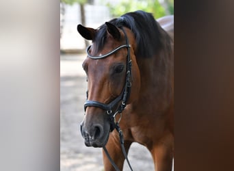 Oldenburg, Mare, 17 years, 16,1 hh, Brown