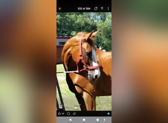 Oldenburg, Mare, 17 years, 16.1 hh, Chestnut-Red