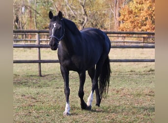 Oldenburg, Mare, 17 years, 16.1 hh, Smoky-Black