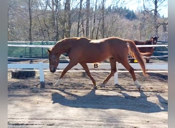 Oldenburg, Mare, 17 years, 16.2 hh, Chestnut-Red