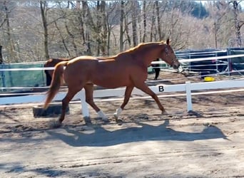 Oldenburg, Mare, 17 years, 16.2 hh, Chestnut-Red